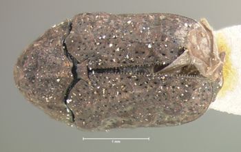 Media type: image; Entomology 9349   Aspect: habitus dorsal view